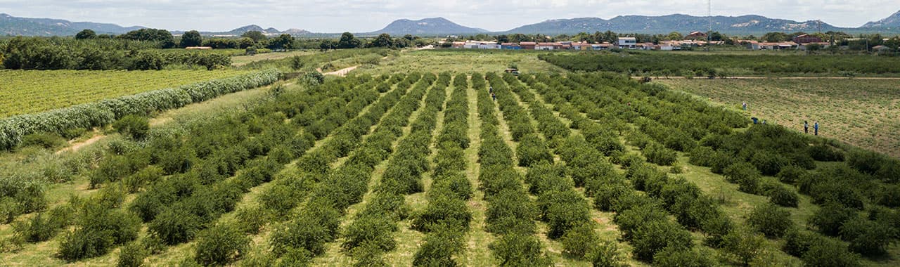 Acerola field in Brazil